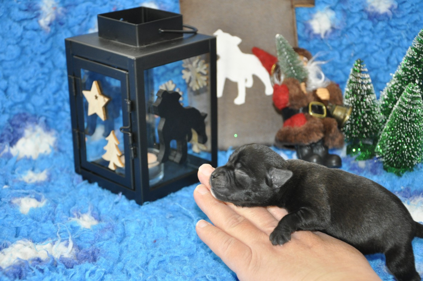 Solfarino - Chiots disponibles - Staffordshire Bull Terrier