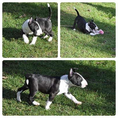 Solfarino - Chiots disponibles - Bull Terrier Miniature