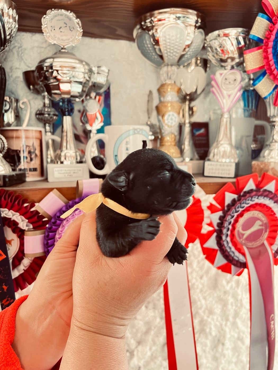 Solfarino - Chiots disponibles - Staffordshire Bull Terrier