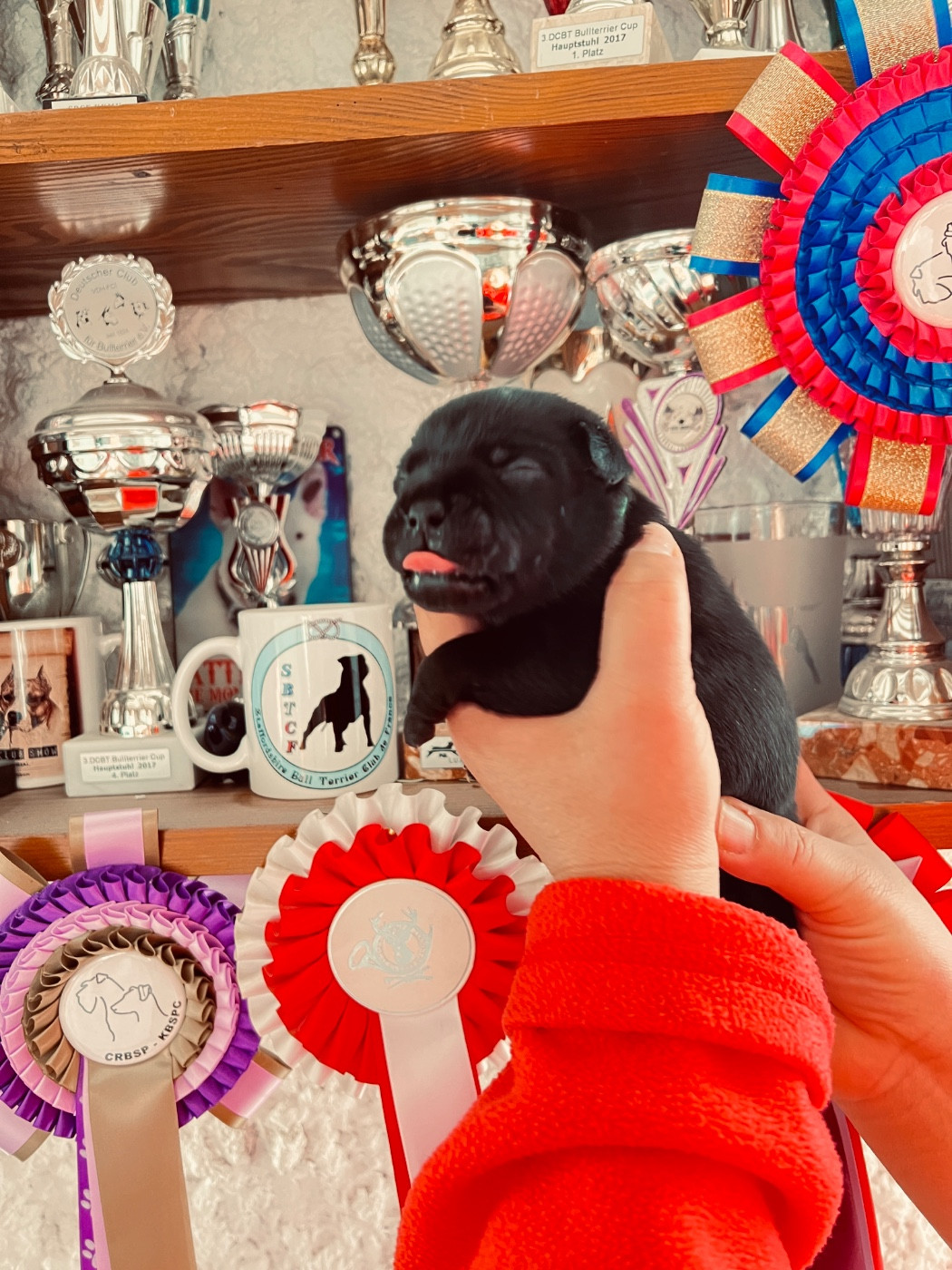 Solfarino - Chiots disponibles - Staffordshire Bull Terrier