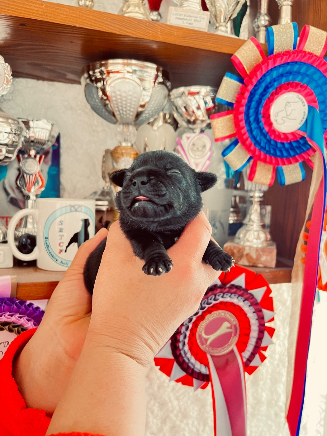 Solfarino - Chiots disponibles - Staffordshire Bull Terrier