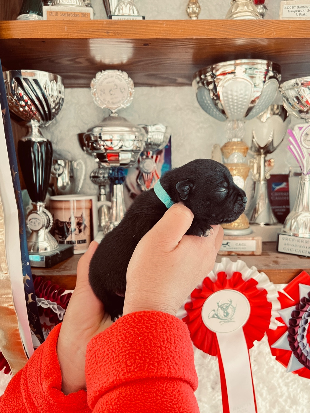 Solfarino - Chiots disponibles - Staffordshire Bull Terrier