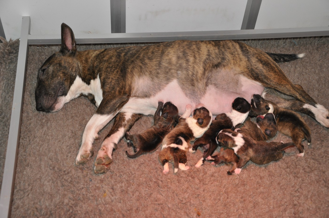 Chiot Bull Terrier Miniature Solfarino