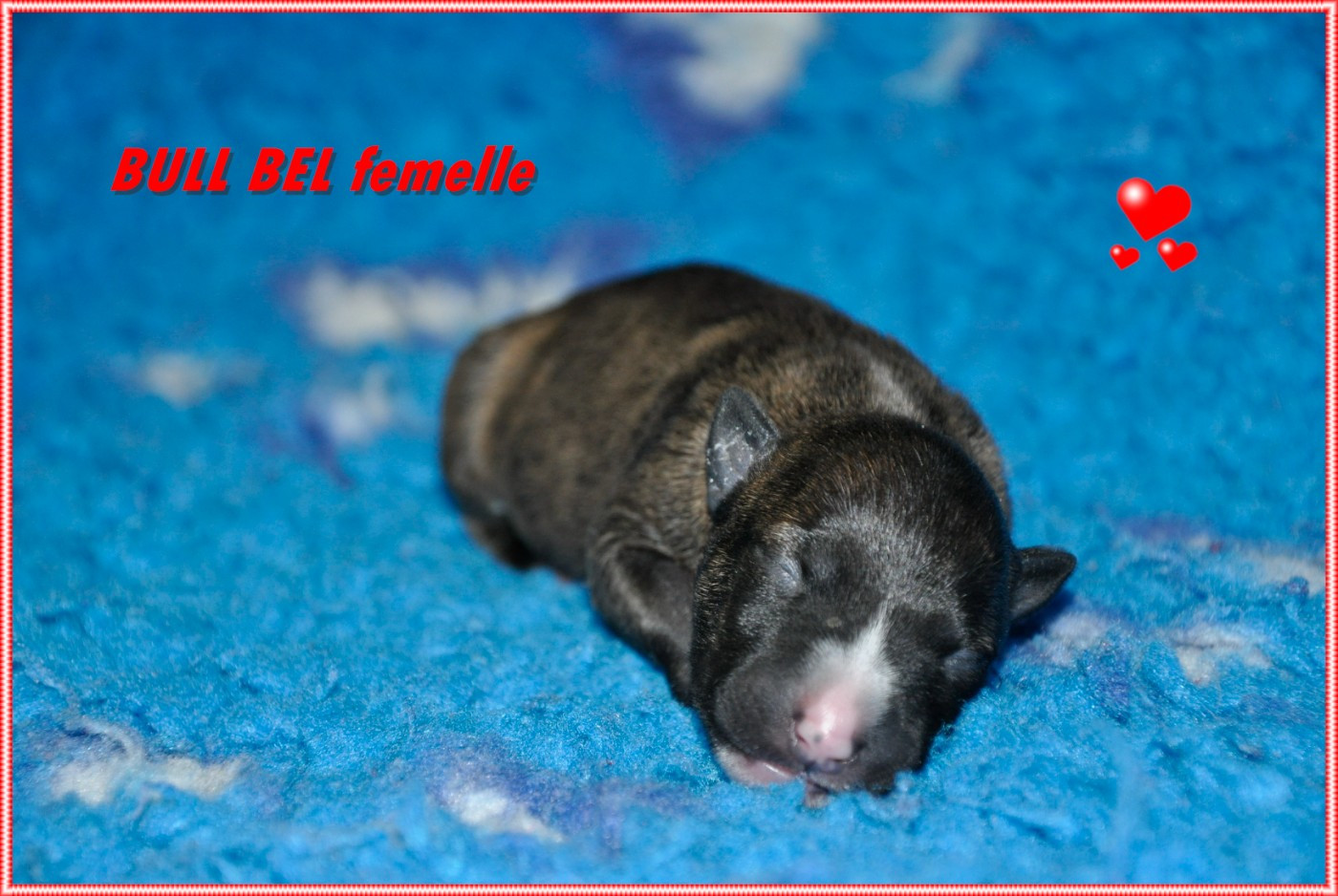Solfarino - Chiots disponibles - Bull Terrier Miniature