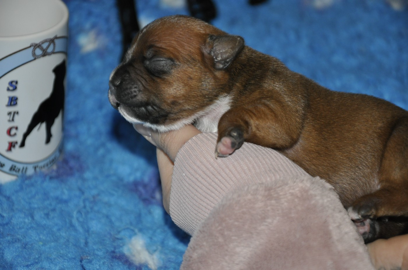 Solfarino - Chiots disponibles - Staffordshire Bull Terrier