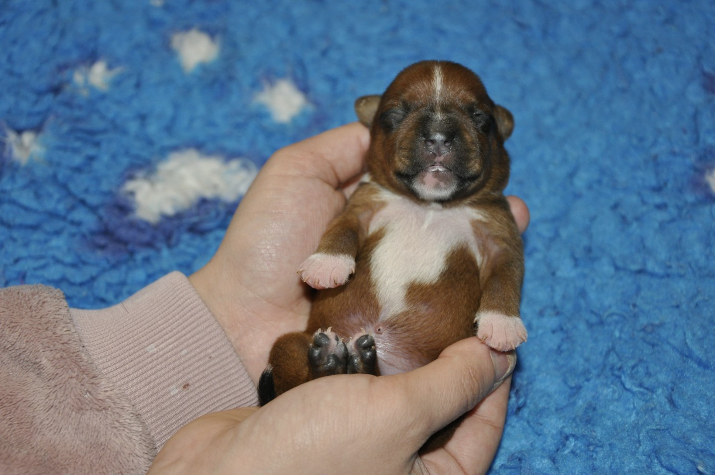 Solfarino - Chiots disponibles - Staffordshire Bull Terrier