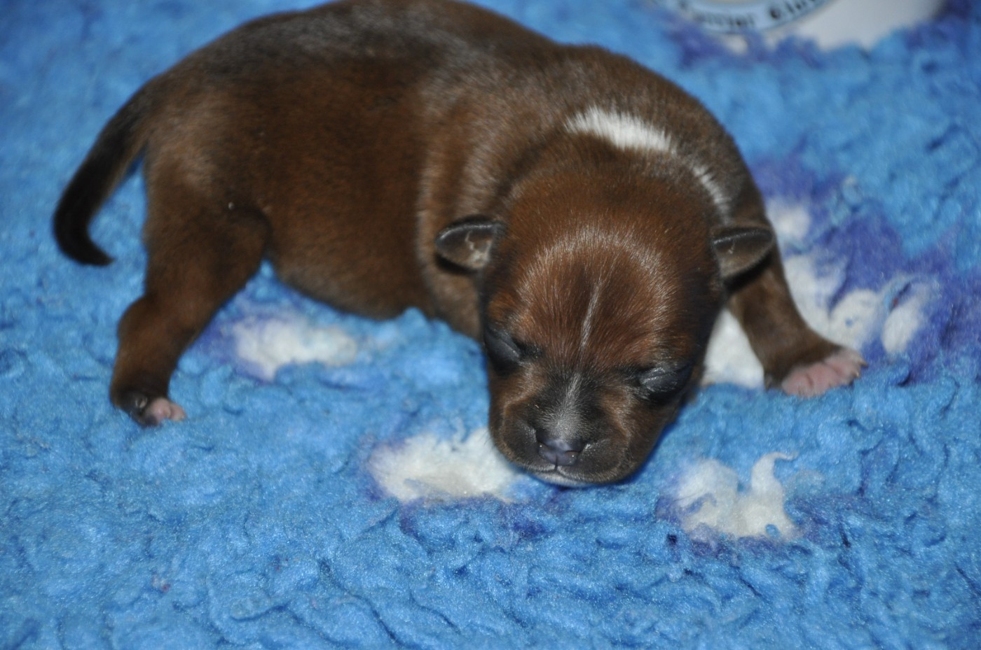 Solfarino - Chiots disponibles - Staffordshire Bull Terrier