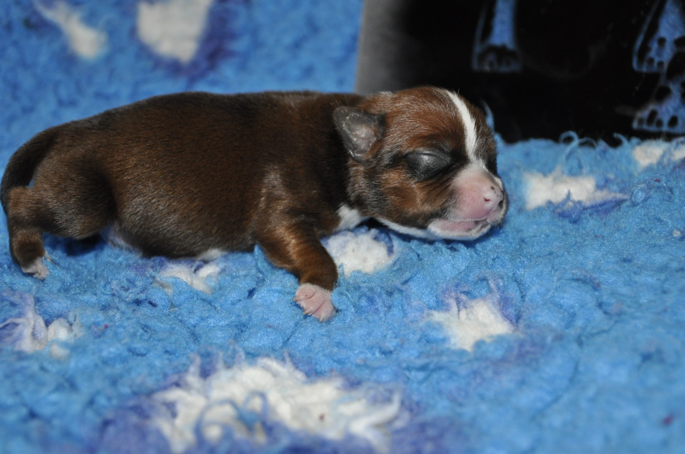 Solfarino - Chiots disponibles - Staffordshire Bull Terrier