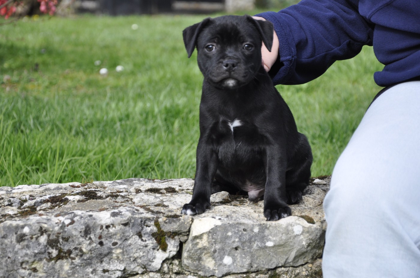 Solfarino - Chiots disponibles - Staffordshire Bull Terrier