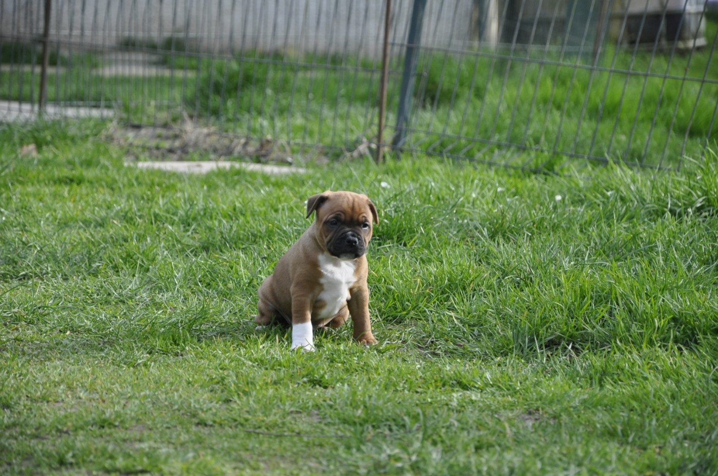 Solfarino - Chiots disponibles - Staffordshire Bull Terrier