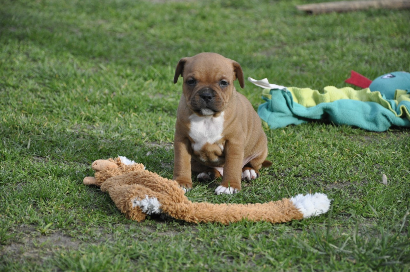 Solfarino - Chiots disponibles - Staffordshire Bull Terrier