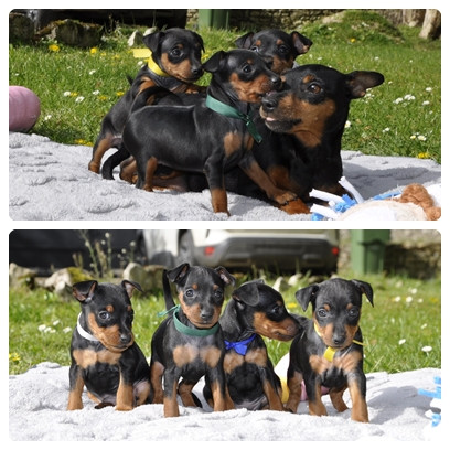 Chiot Pinscher nain Solfarino