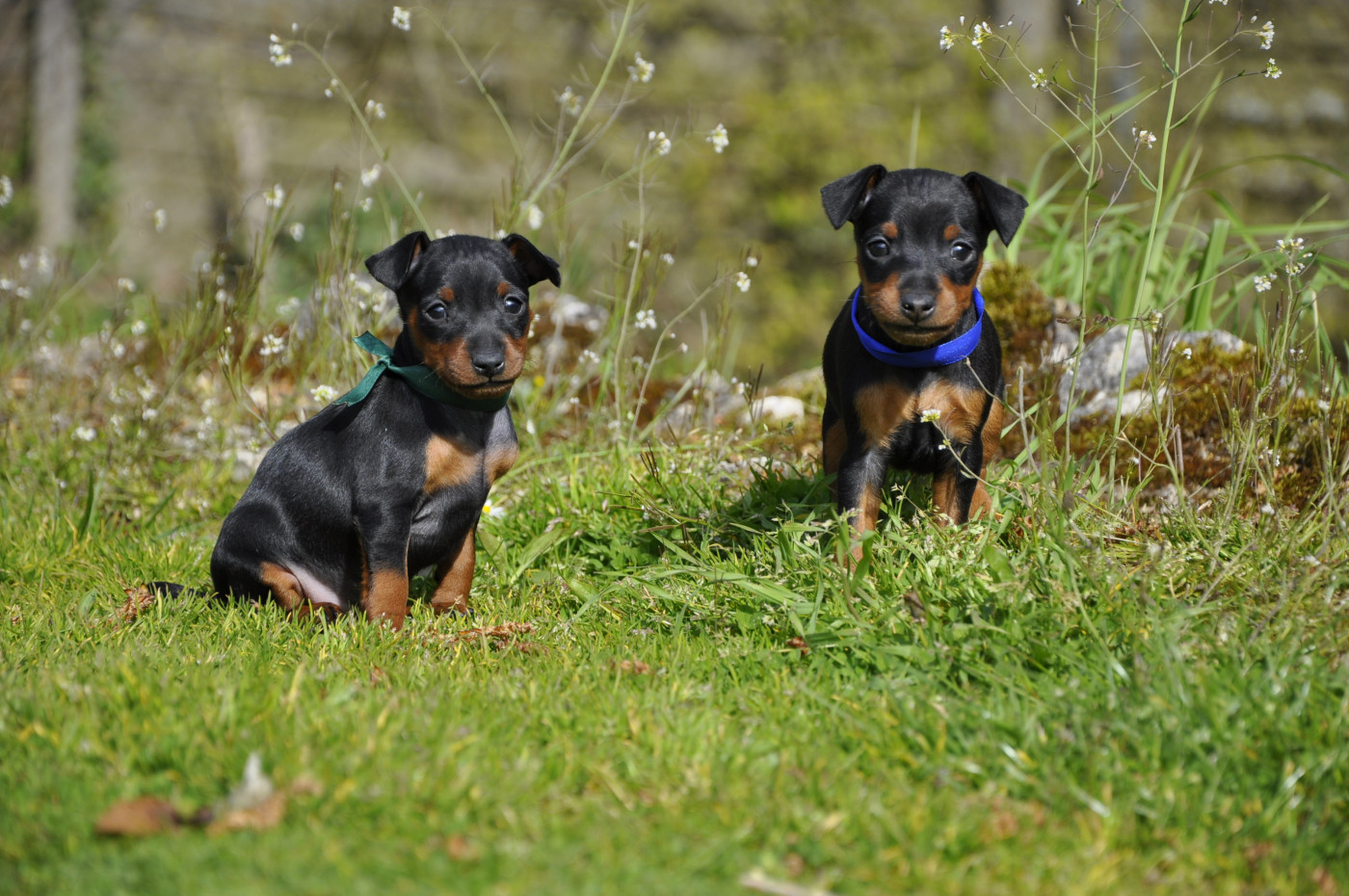Solfarino - Chiots disponibles - Pinscher nain