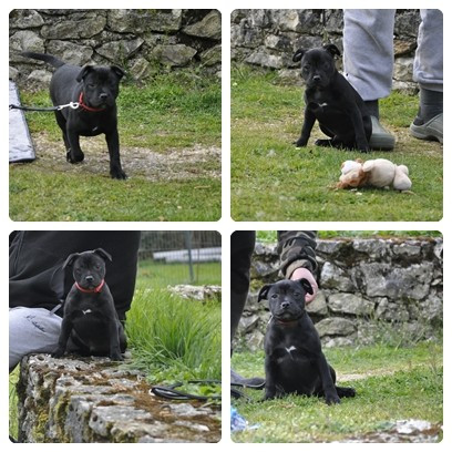 Solfarino - Chiots disponibles - Staffordshire Bull Terrier