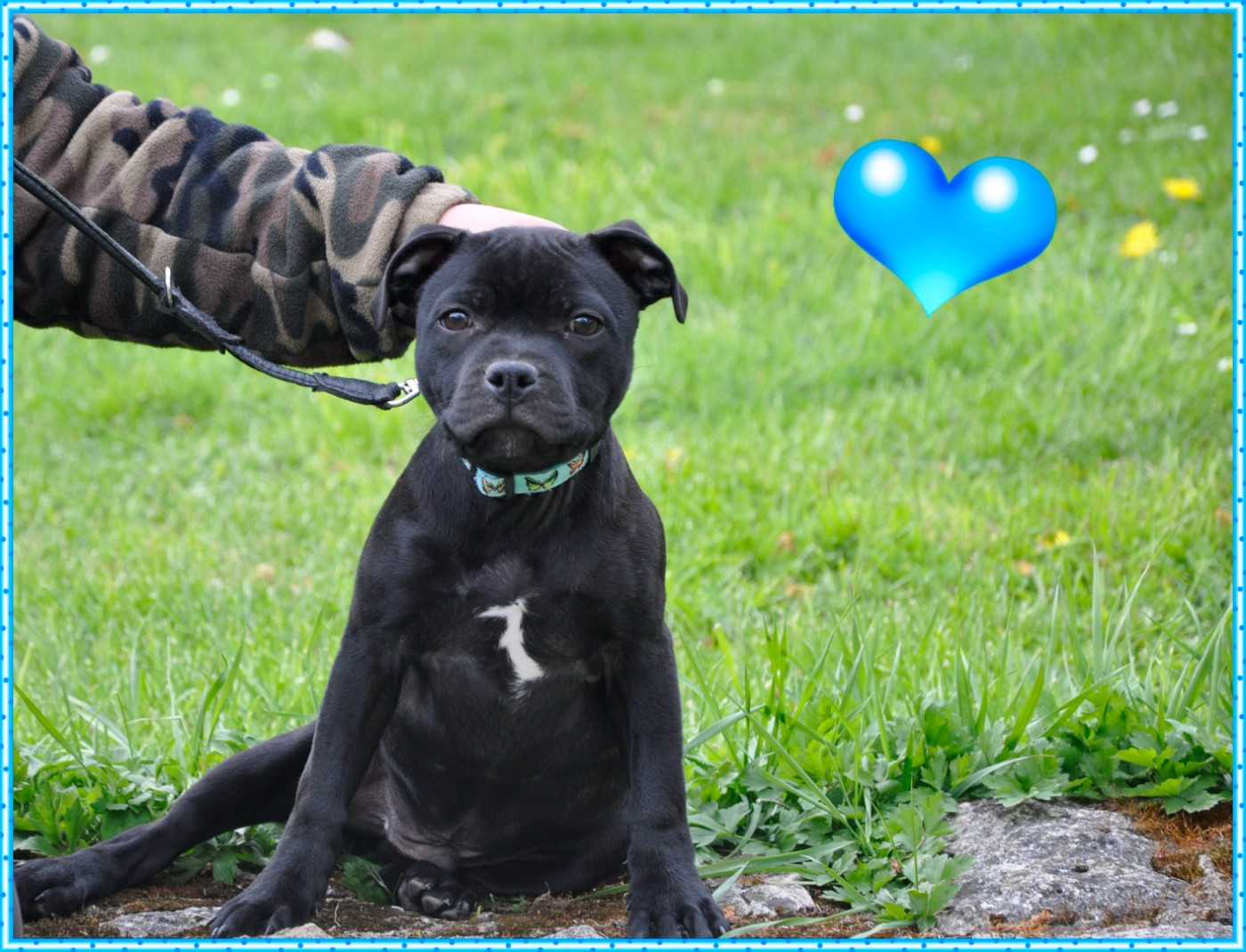 Solfarino - Chiots disponibles - Staffordshire Bull Terrier