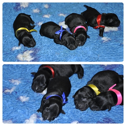 Chiot Staffordshire Bull Terrier Solfarino