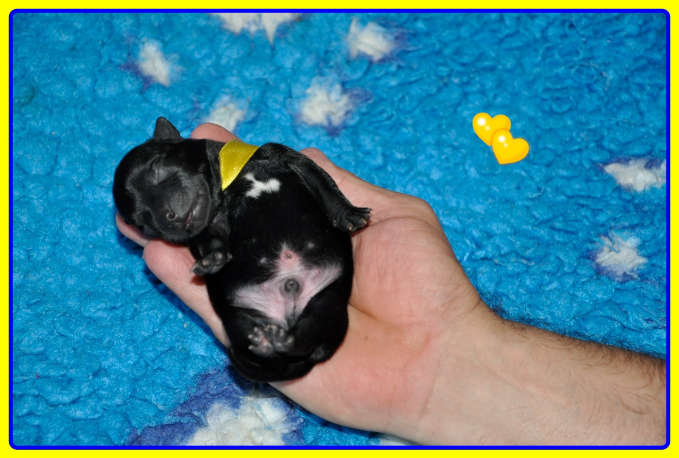 Solfarino - Chiots disponibles - Staffordshire Bull Terrier