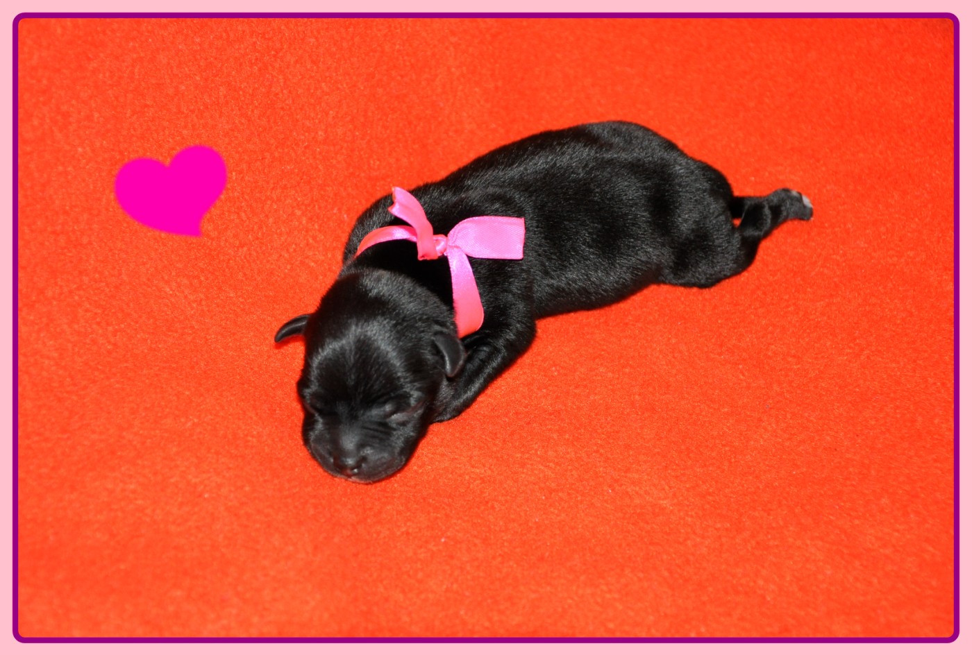 Solfarino - Chiots disponibles - Staffordshire Bull Terrier