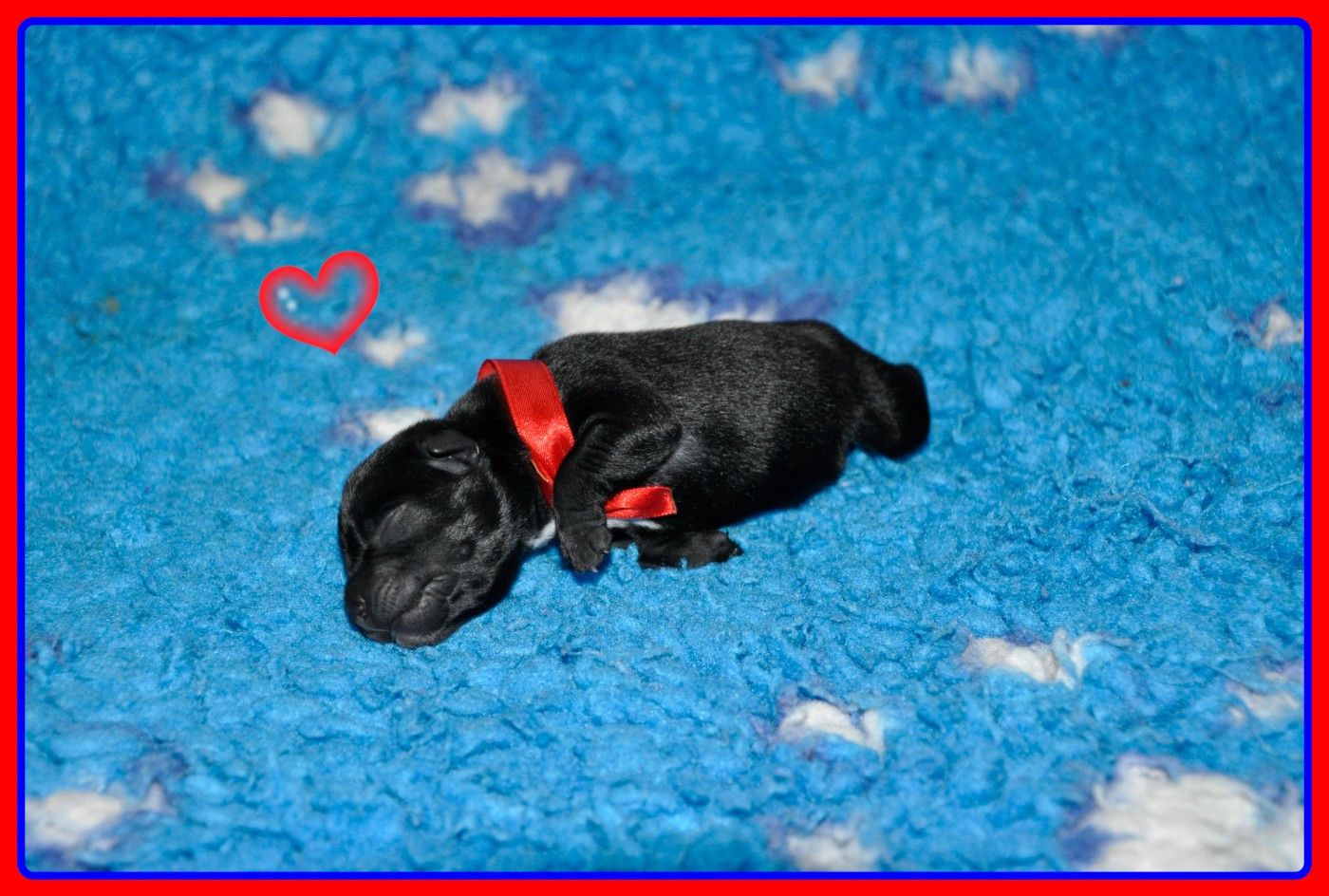 Solfarino - Chiots disponibles - Staffordshire Bull Terrier