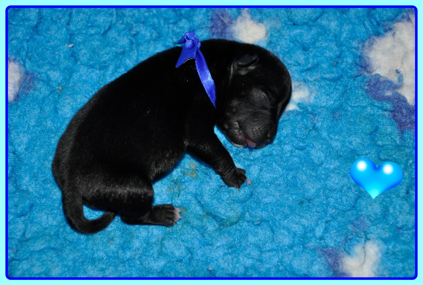 Solfarino - Chiots disponibles - Staffordshire Bull Terrier
