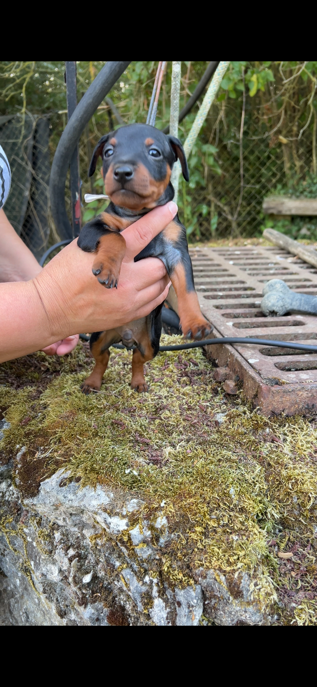Solfarino - Chiots disponibles - Pinscher nain