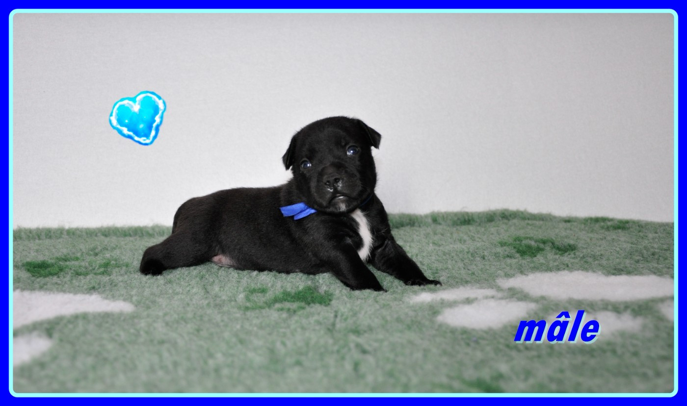 Solfarino - Chiots disponibles - Staffordshire Bull Terrier