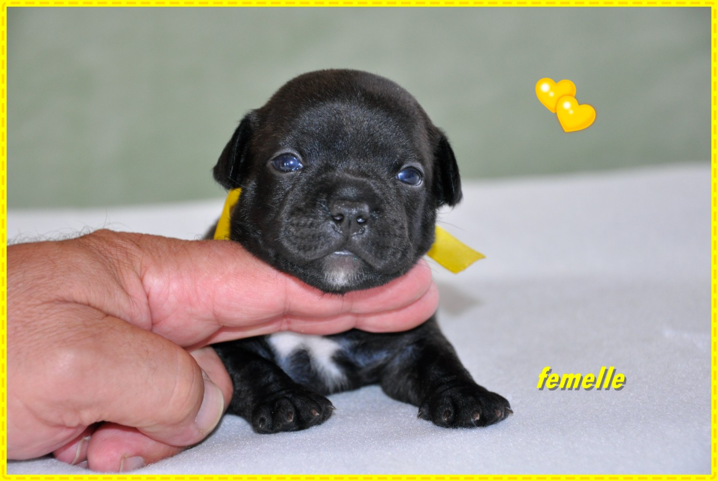 Solfarino - Chiots disponibles - Staffordshire Bull Terrier