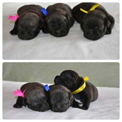 Chiot Staffordshire Bull Terrier Solfarino