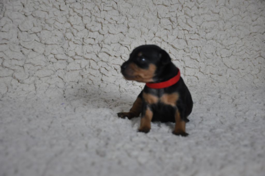 Solfarino - Pinscher nain - Portée née le 23/03/2025