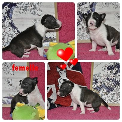 Solfarino - Chiots disponibles - Bull Terrier Miniature