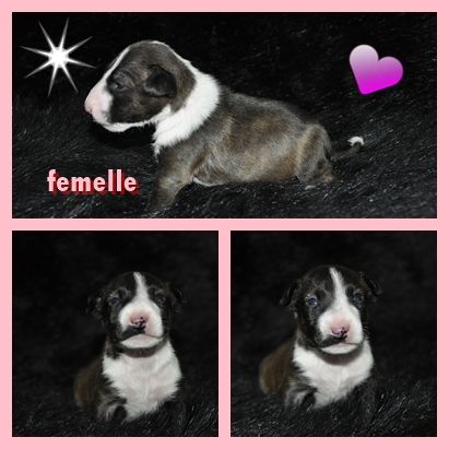 Solfarino - Chiots disponibles - Bull Terrier Miniature