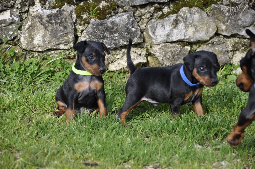 Solfarino - Pinscher nain - Portée née le 17/02/2024