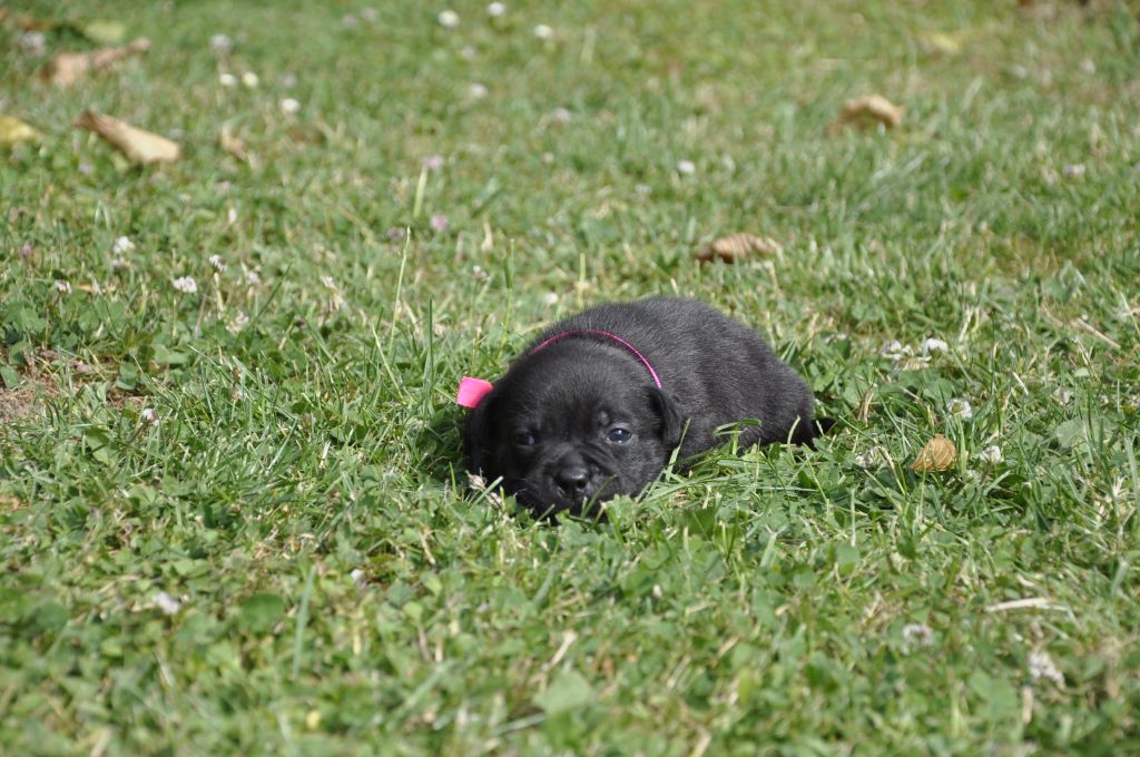 Solfarino - Chiots disponibles - Staffordshire Bull Terrier
