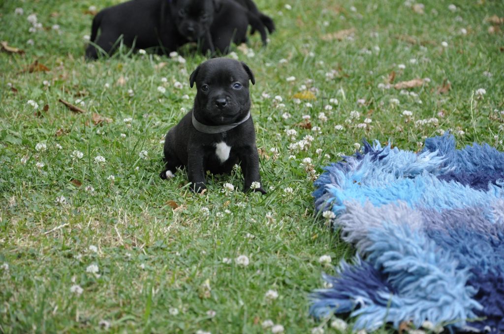 Solfarino - Chiots disponibles - Staffordshire Bull Terrier