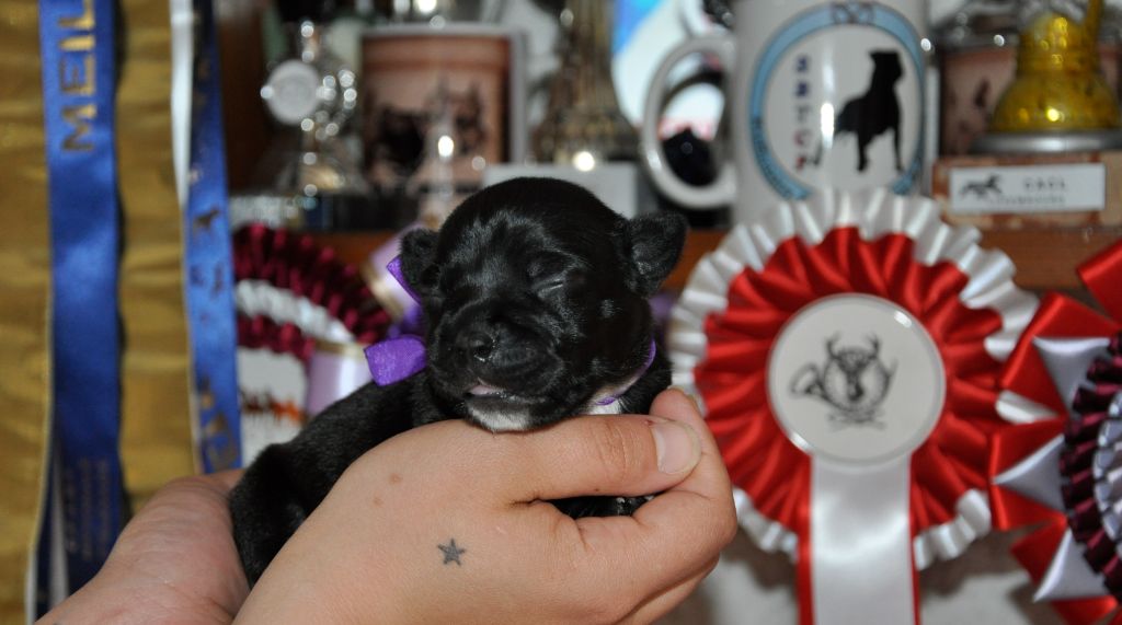 Solfarino - Chiots disponibles - Staffordshire Bull Terrier