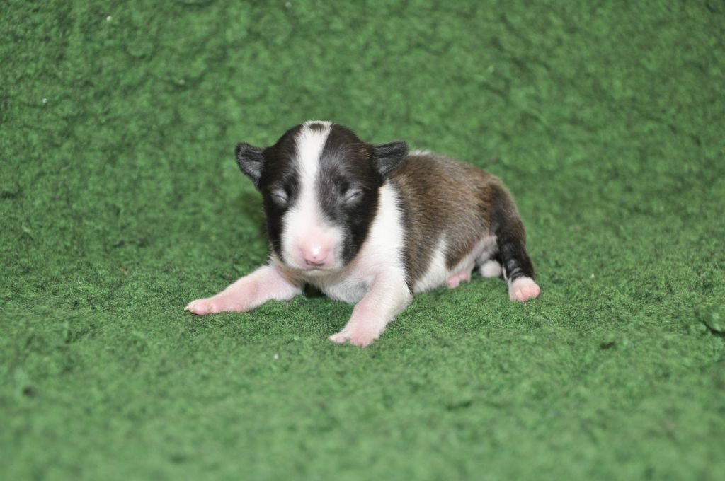 Solfarino - Chiots disponibles - Bull Terrier Miniature