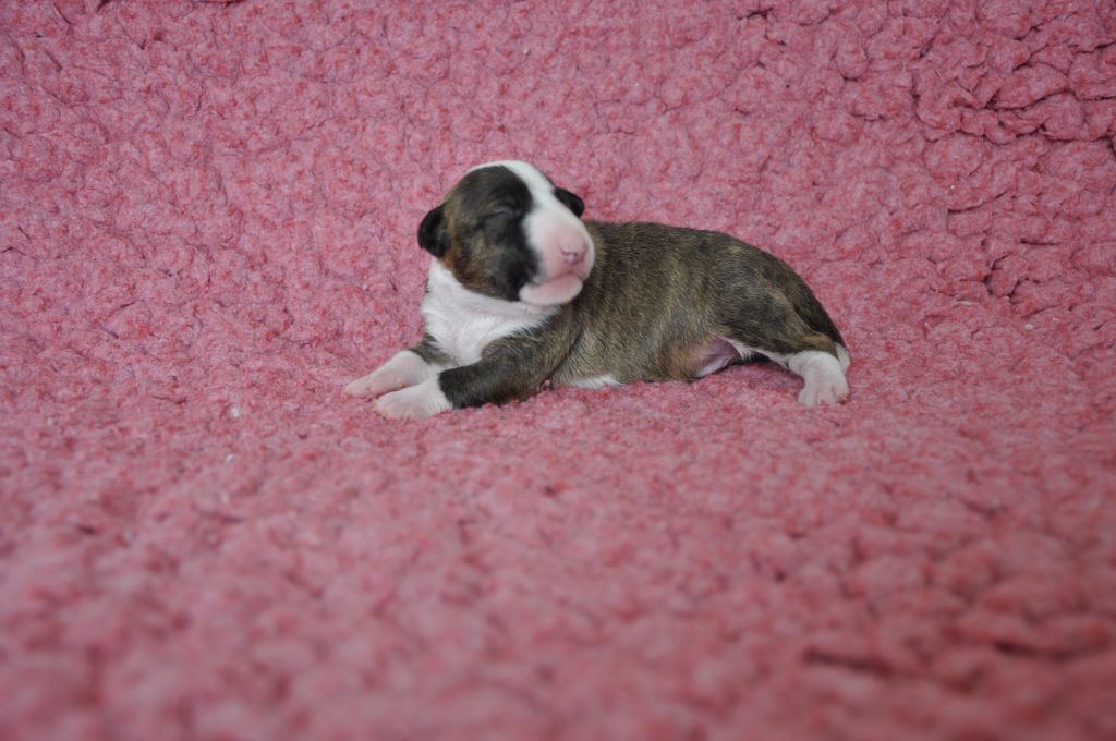 Solfarino - Chiots disponibles - Bull Terrier Miniature