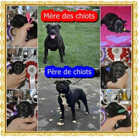 Chiot Staffordshire Bull Terrier Solfarino
