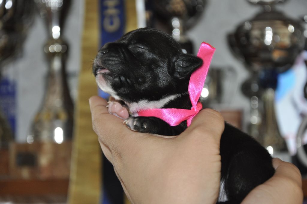Solfarino - Chiots disponibles - Staffordshire Bull Terrier