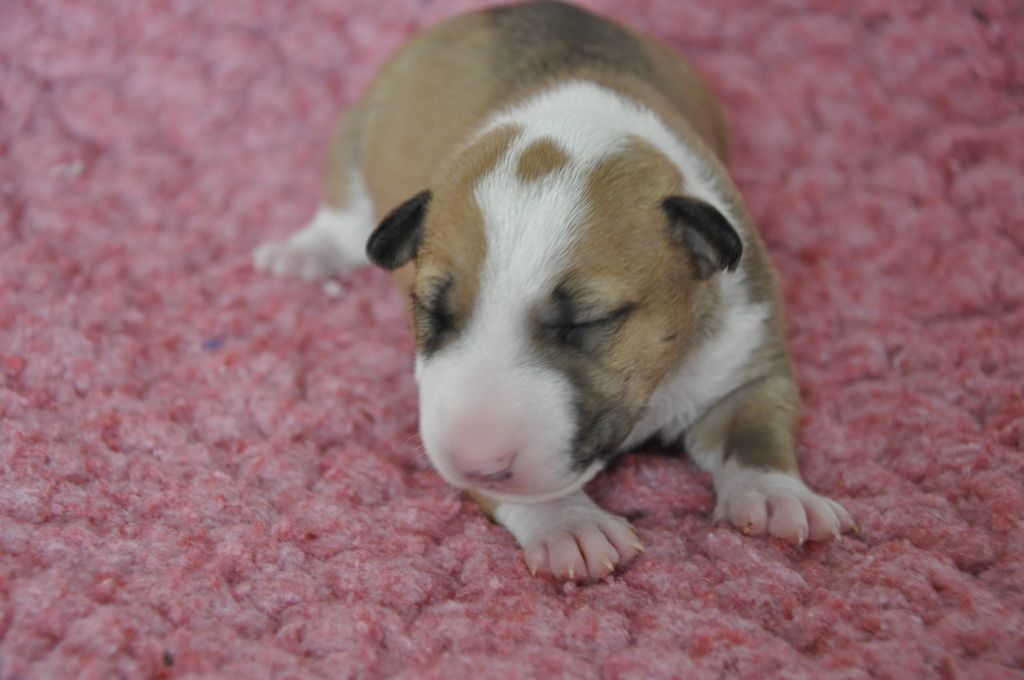 Solfarino - Chiots disponibles - Bull Terrier Miniature