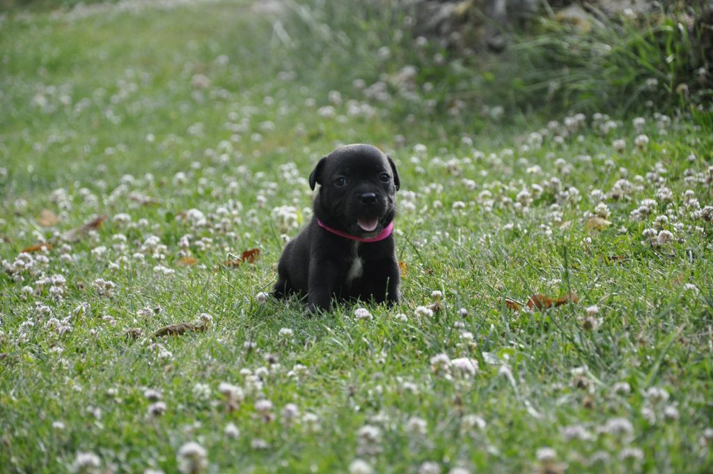 Solfarino - Chiots disponibles - Staffordshire Bull Terrier