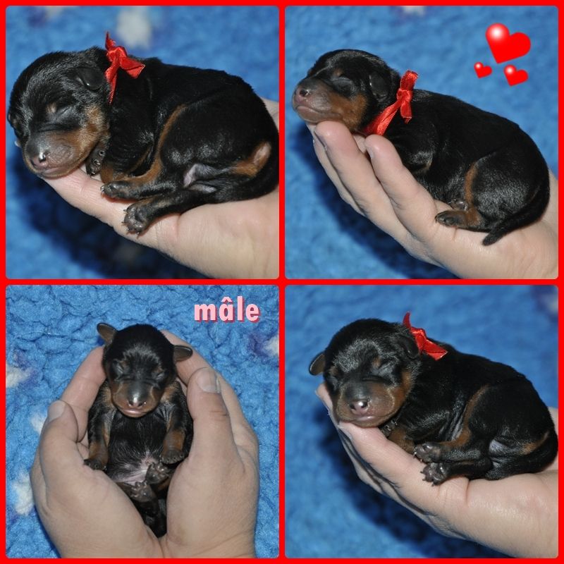 Solfarino - Chiots disponibles - Pinscher nain