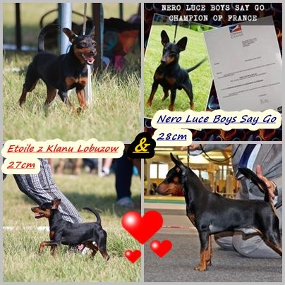 Chiot Pinscher nain Solfarino