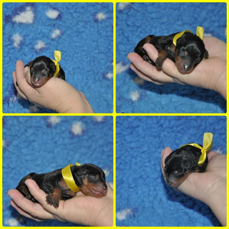 Solfarino - Chiots disponibles - Pinscher nain