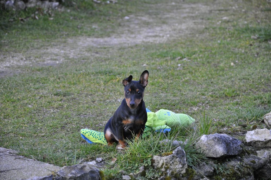 Solfarino - Chiots disponibles - Pinscher nain