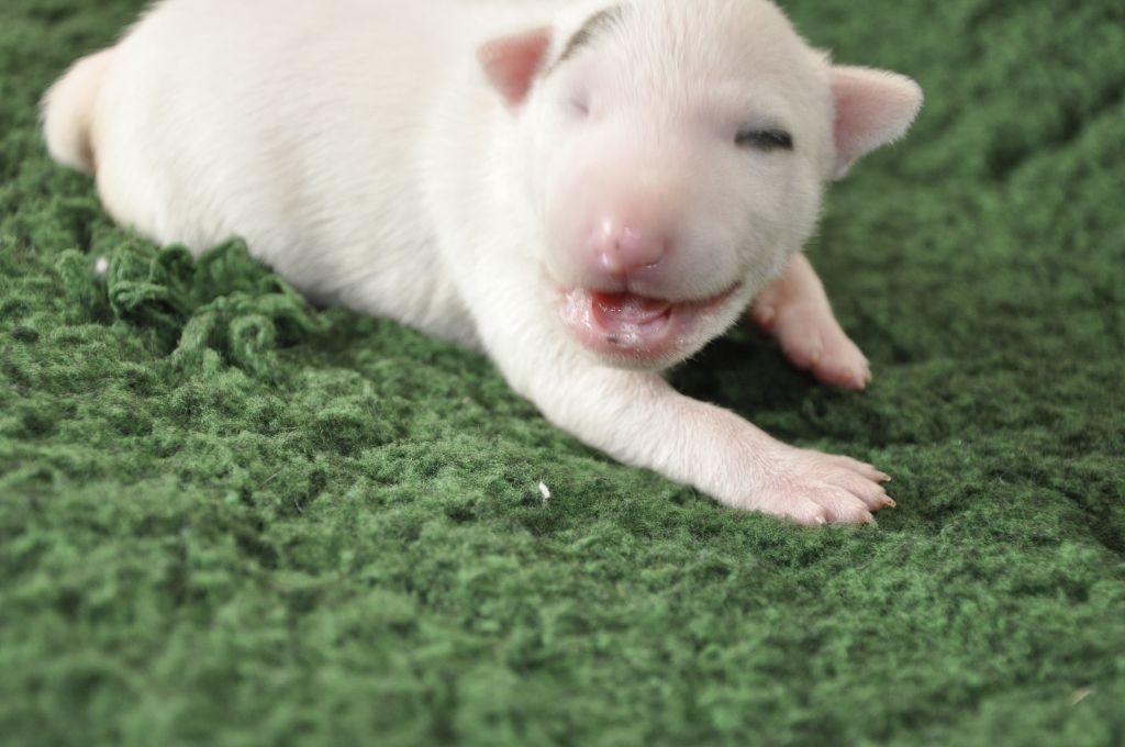 Solfarino - Chiots disponibles - Bull Terrier Miniature