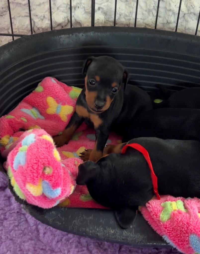 Solfarino - Pinscher nain - Portée née le 01/04/2025