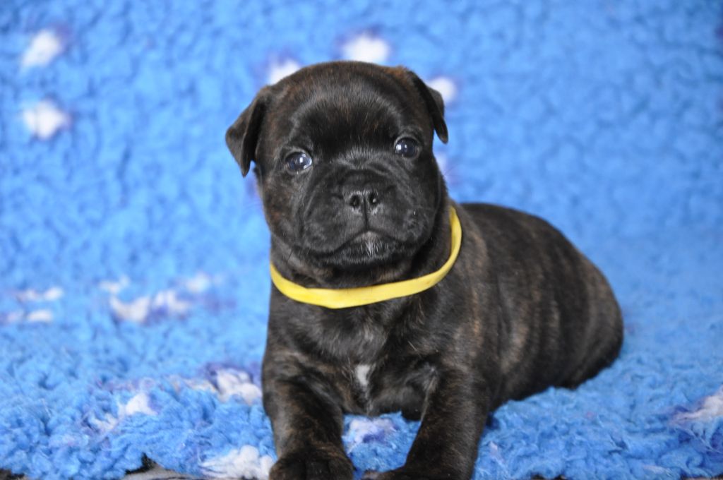 Solfarino - Chiots disponibles - Staffordshire Bull Terrier