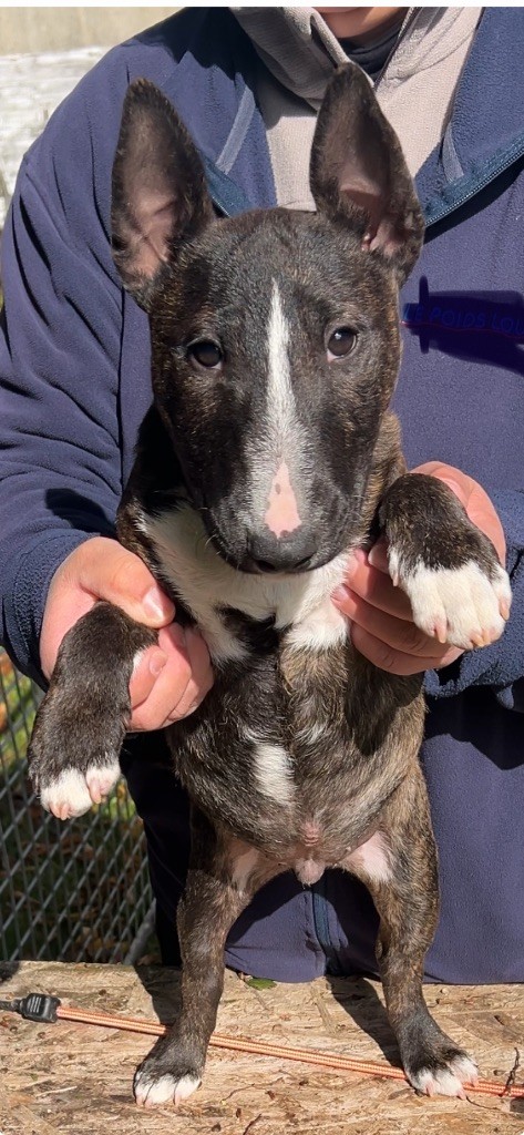 Solfarino - Chiots disponibles - Bull Terrier Miniature