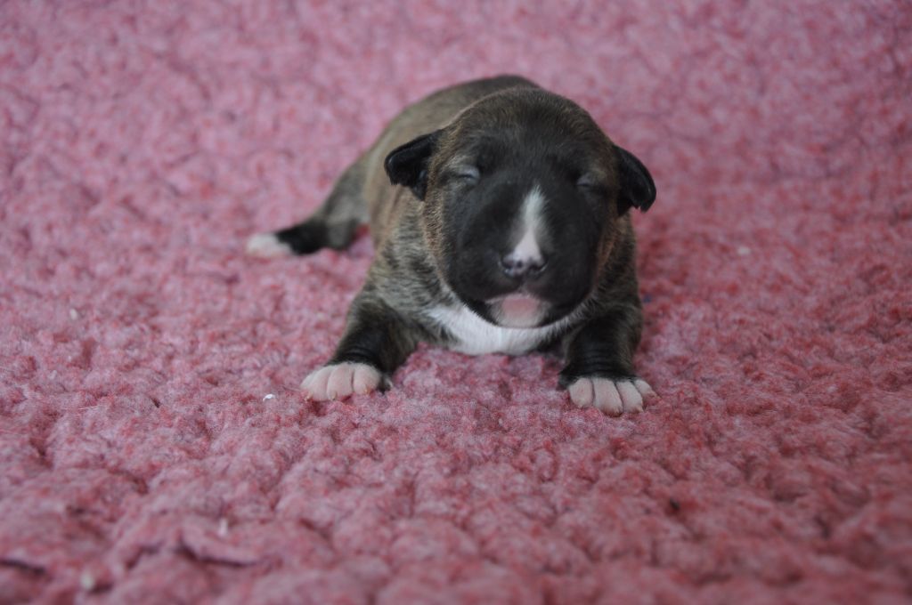 Solfarino - Chiots disponibles - Bull Terrier Miniature